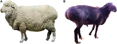 Comparative Transcriptome Analysis of Key Genes and Pathways Activated in Response to Fat Deposition in Two Sheep Breeds With Distinct Tail Phenotype